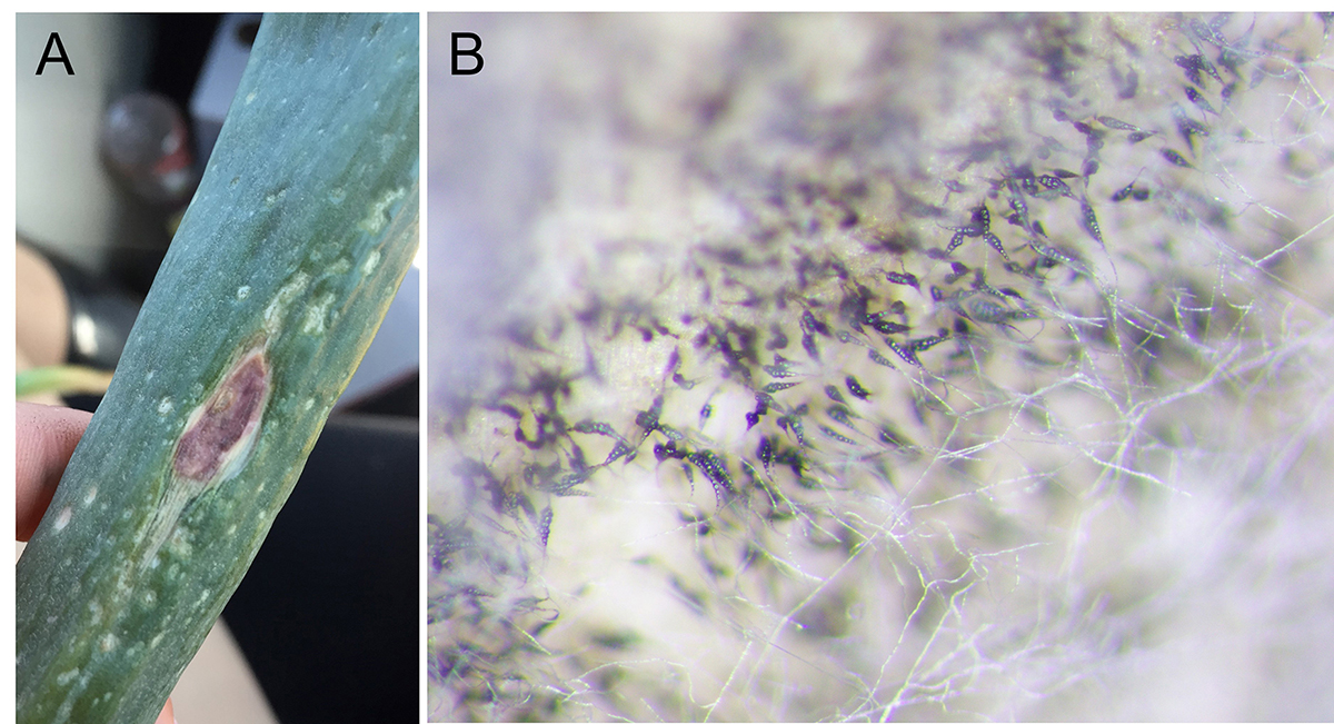 Stemphylium leaf blight (SLB) of onion